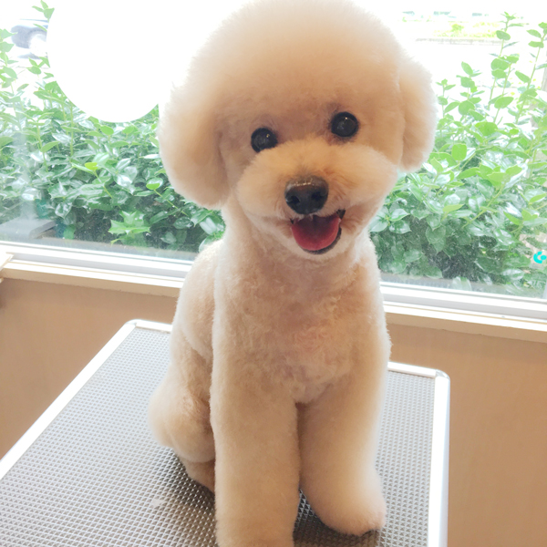 トイプードルのぷー太ちゃんとオレオちゃんのトリミングをさせて頂きました 横浜市港南区にある動物病院オーシャンズペットケアセンター
