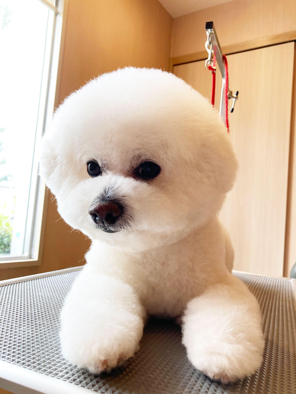 ビションフリーゼのコットンちゃんのトリミング 横浜市港南区にある動物病院オーシャンズペットケアセンター