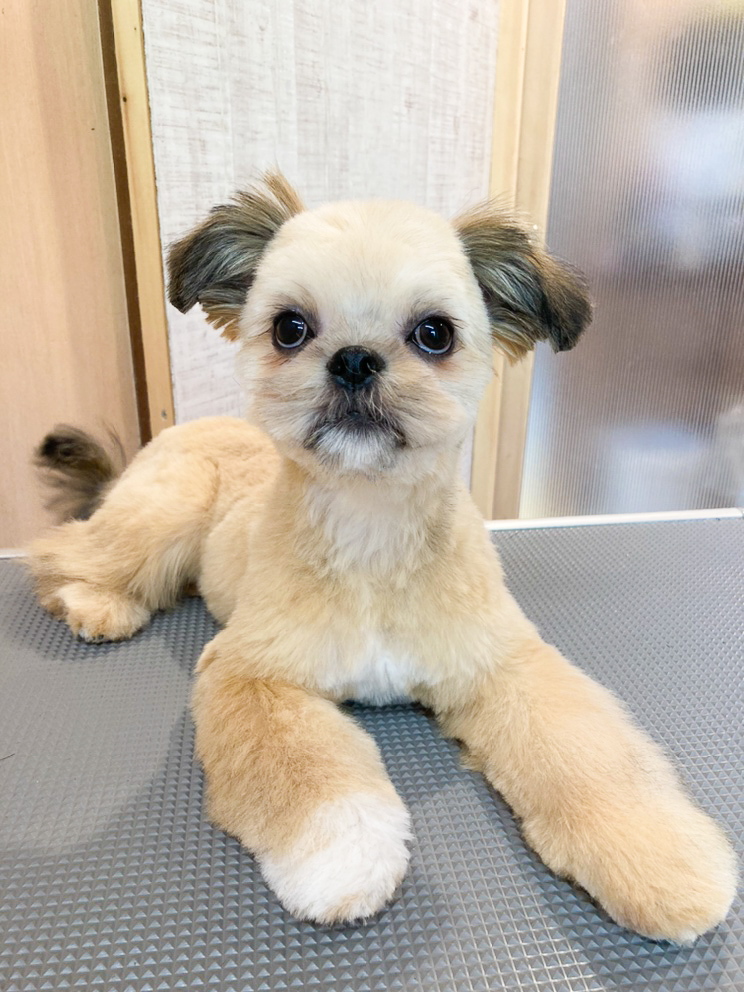 シーズー チワワmixのドレちゃんのトリミング 横浜市港南区にある動物病院オーシャンズペットケアセンター