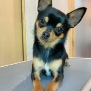 チワワ「じゅりちゃん」のグルーミング&歯磨き