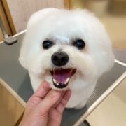 ビションフリーゼ「パルちゃん」のトリミング