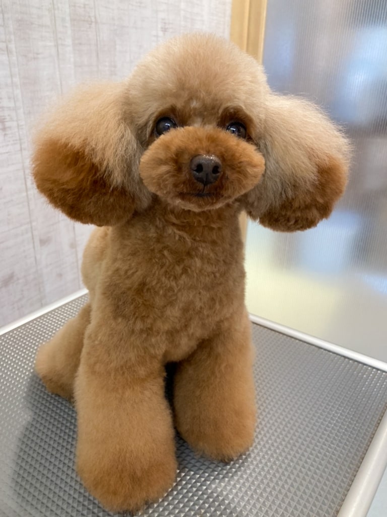 トイプードル「ココちゃん」のトリミング | 港南区の動物病院