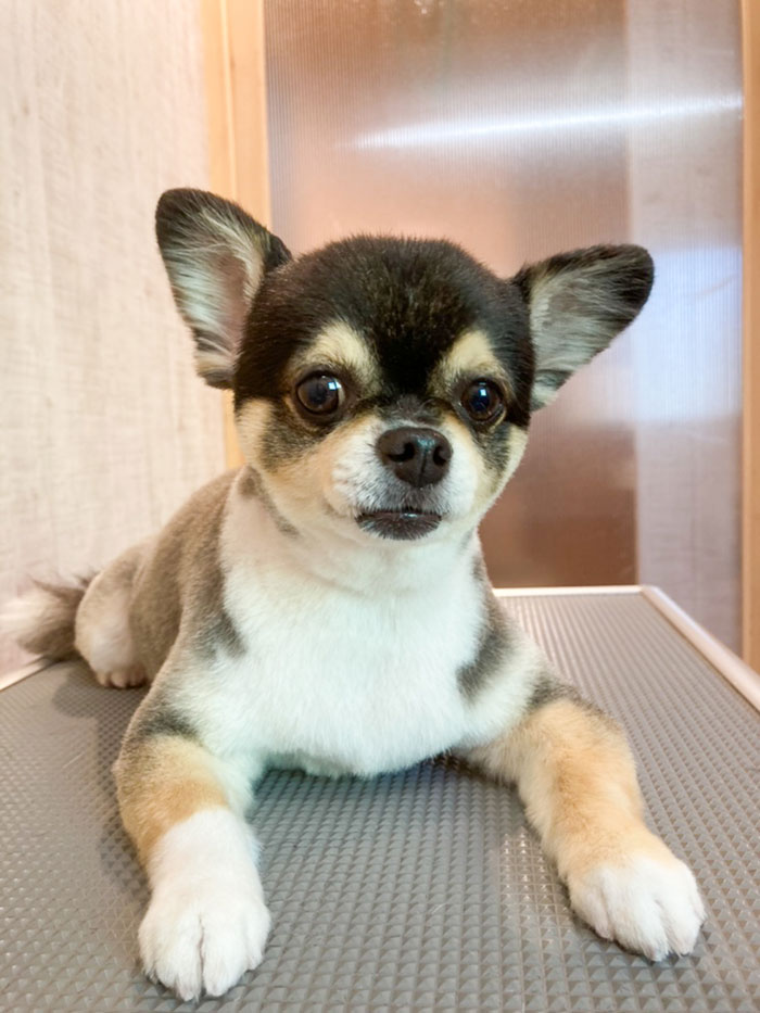 チワワ ロングコートチワワのナツくんのトリミング | 港南区の動物病院OCEAN'S