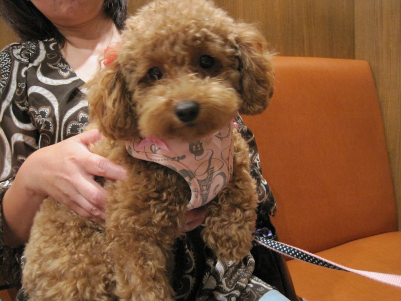 避妊のご相談にみえたトイプードルのカノンちゃんです 横浜市港南区にある動物病院オーシャンズペットケアセンター