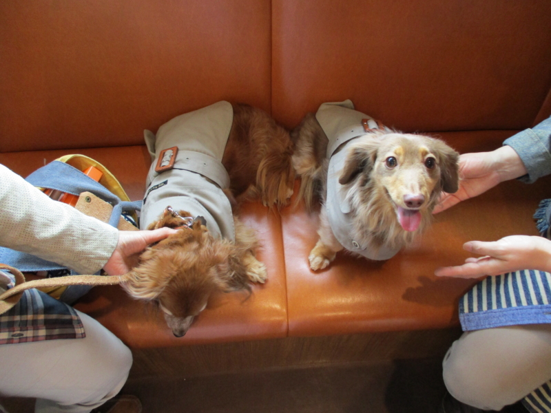 ショコラちゃん ココアちゃん 横浜市港南区にある動物病院オーシャンズペットケアセンター