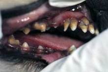 チワワ「リリー」の歯石除去と乳歯遺残の抜歯